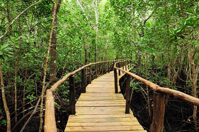 jozani-forest-tour-zanzibar-mangrove-boarwalk