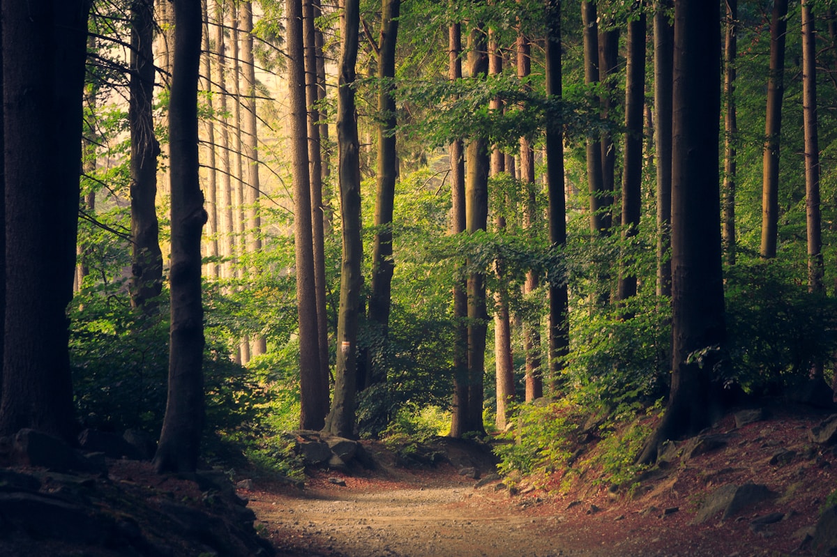Dense forest trail on the lower slopes of Kilimanjaro's Rongai Route